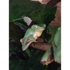 Ночная экскурсия в Зооцентре Экзотических животных Пантерик (2026-01-30)