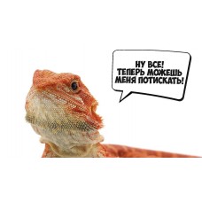 Бородатые агамы Интерактивное знакомство с Экзотическими животными (2026-01-24)