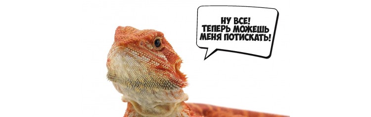 Бородатые агамы Интерактивное знакомство с Экзотическими животными (2025-12-27)