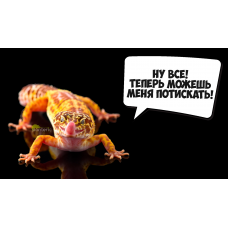 Гекконы Интерактивное знакомство с Экзотическими животными (2025-11-22)