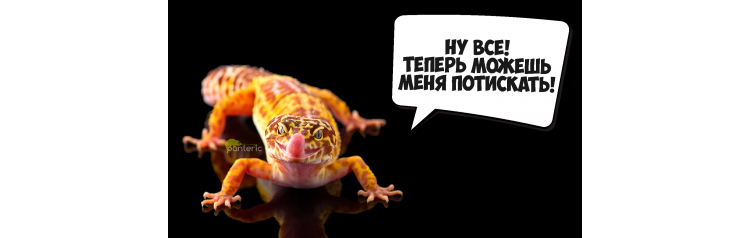 Гекконы Интерактивное знакомство с Экзотическими животными (2025-11-22)