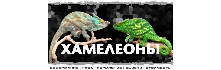 Хамелеоны Интерактивное знакомство с Экзотическими животными (2026-05-24)