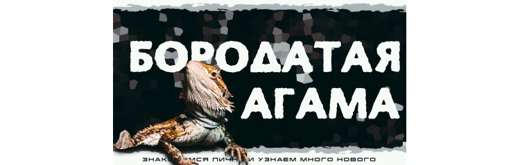 Бородатые агамы Интерактивное знакомство с Экзотическими животными (2026-03-22)